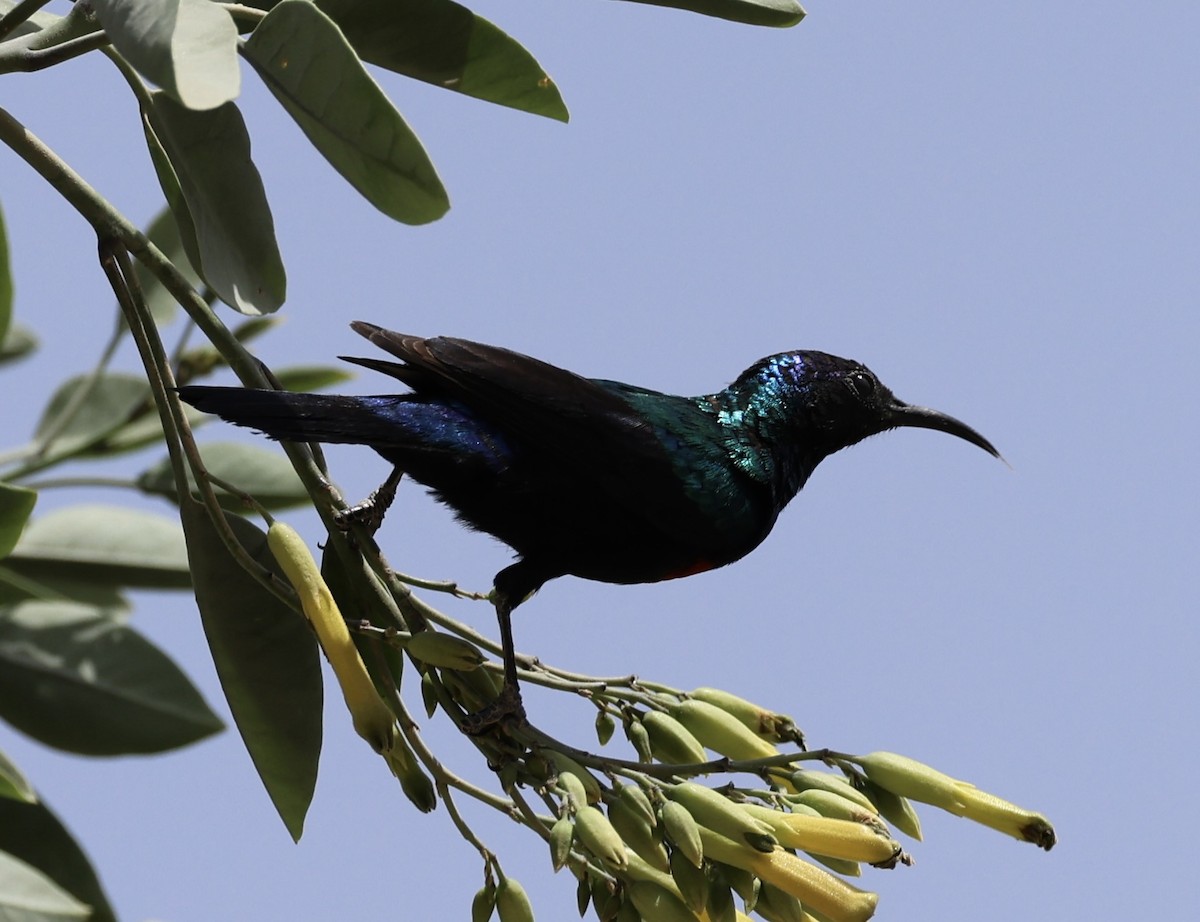 arabiasolfugl - ML435371511