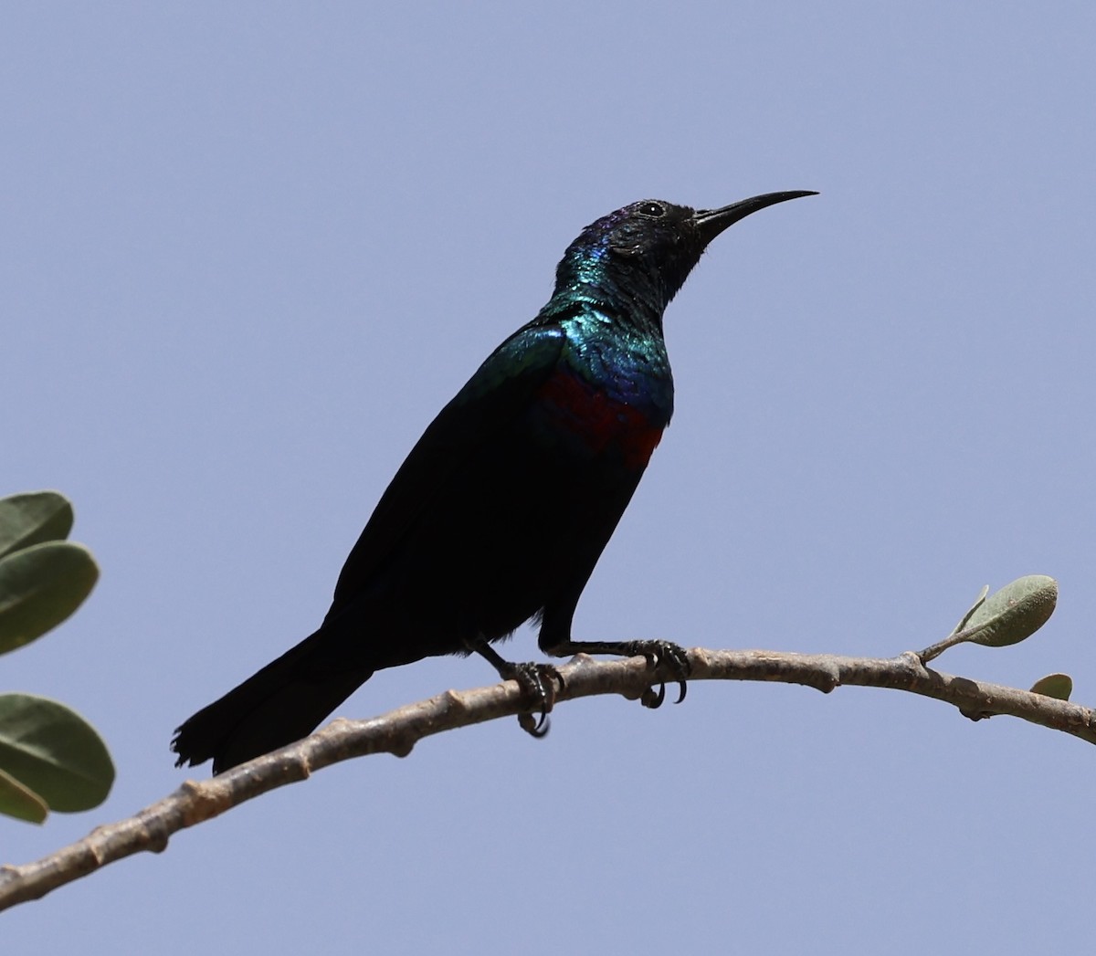 arabiasolfugl - ML435371551