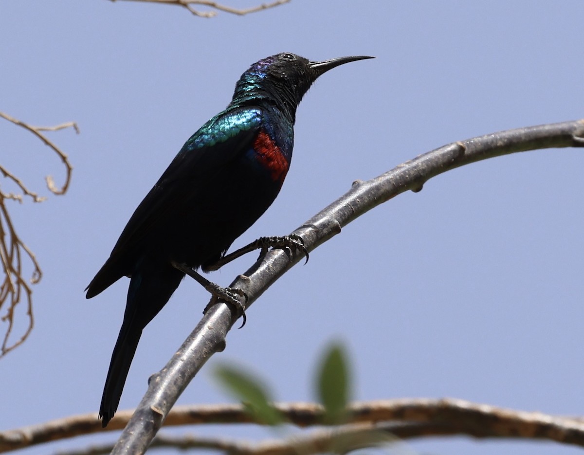 arabiasolfugl - ML435371561