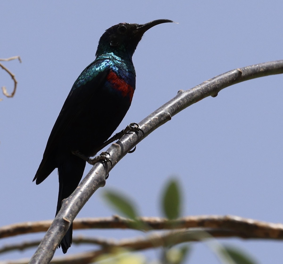 arabiasolfugl - ML435371571