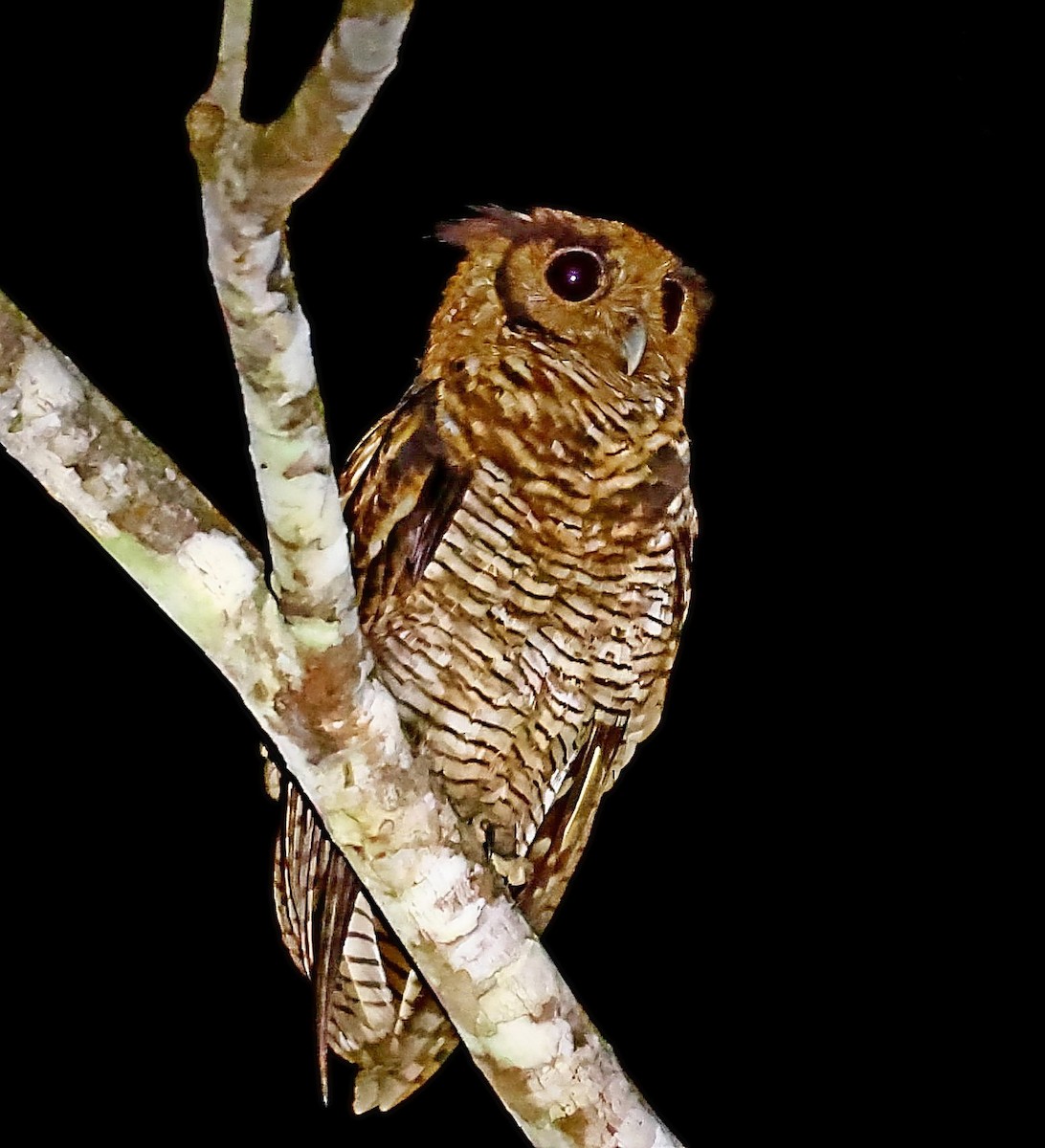 Fraser's Eagle-Owl (Western) - ML435371821