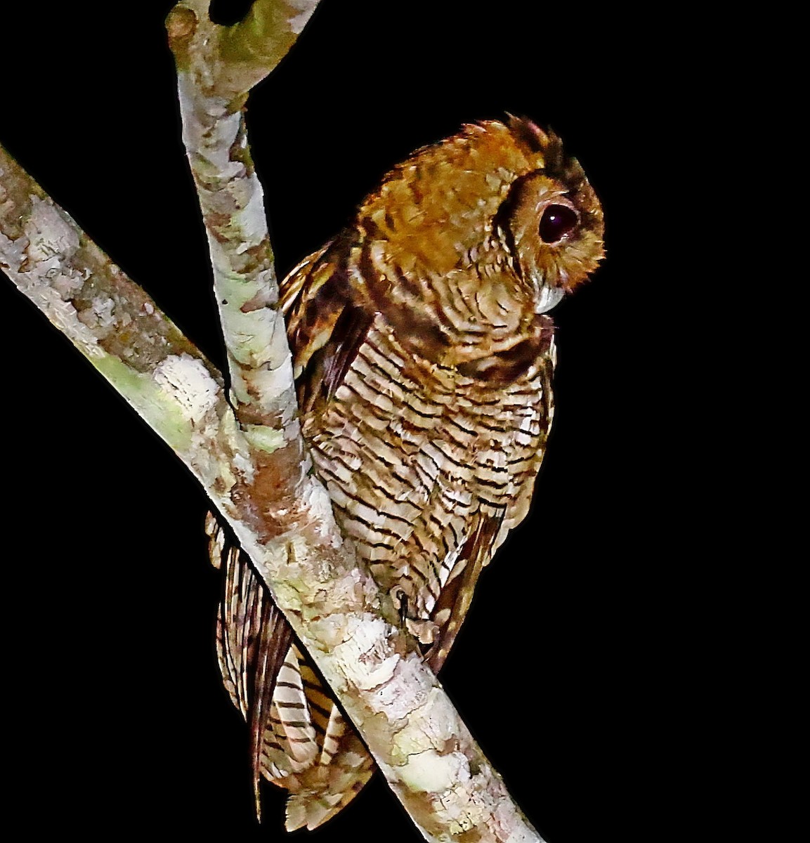 Fraser's Eagle-Owl (Western) - ML435371841