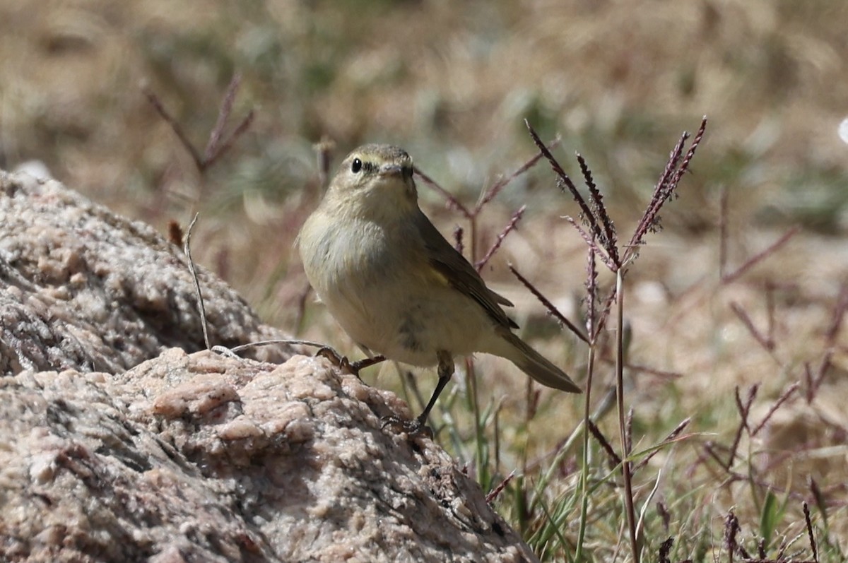 Common Chiffchaff - Ted Burkett