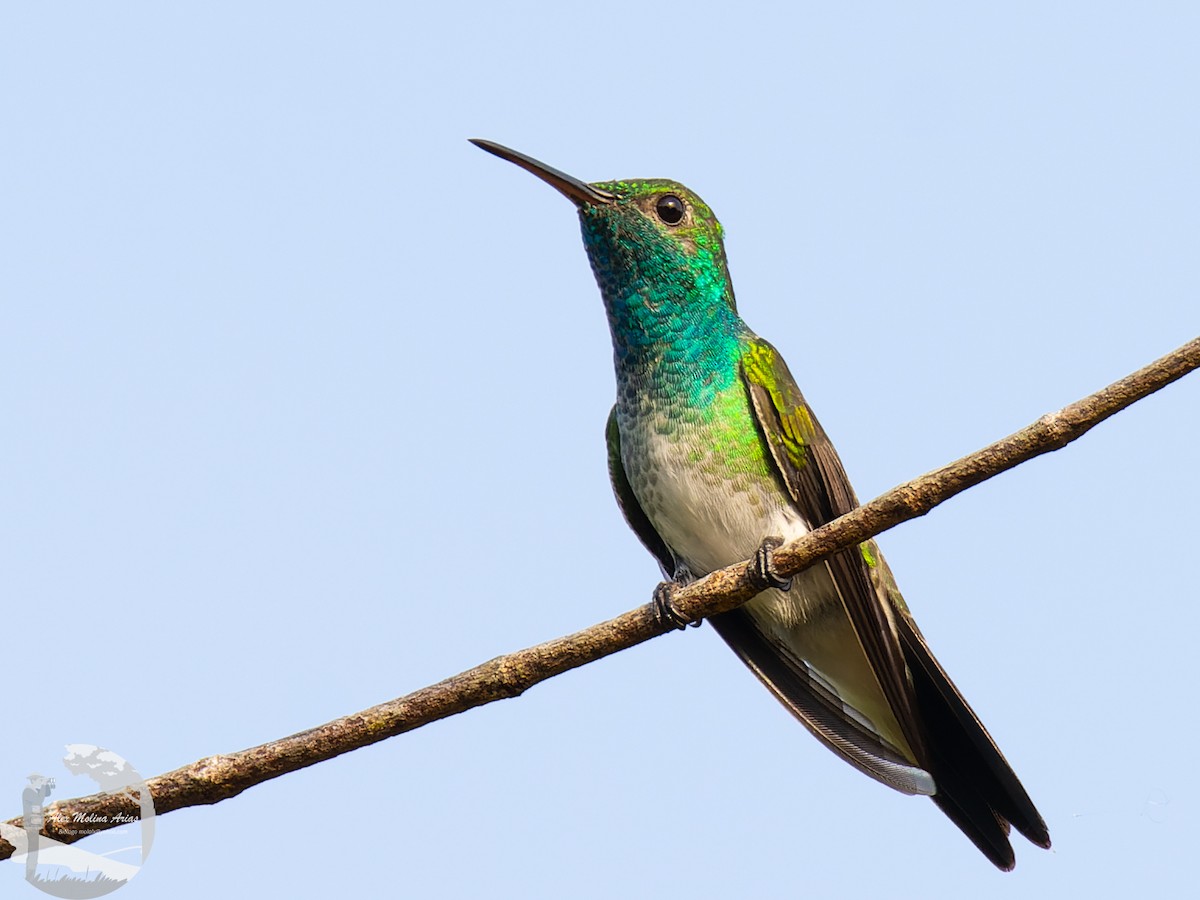 Mangrove Hummingbird - ML435372861