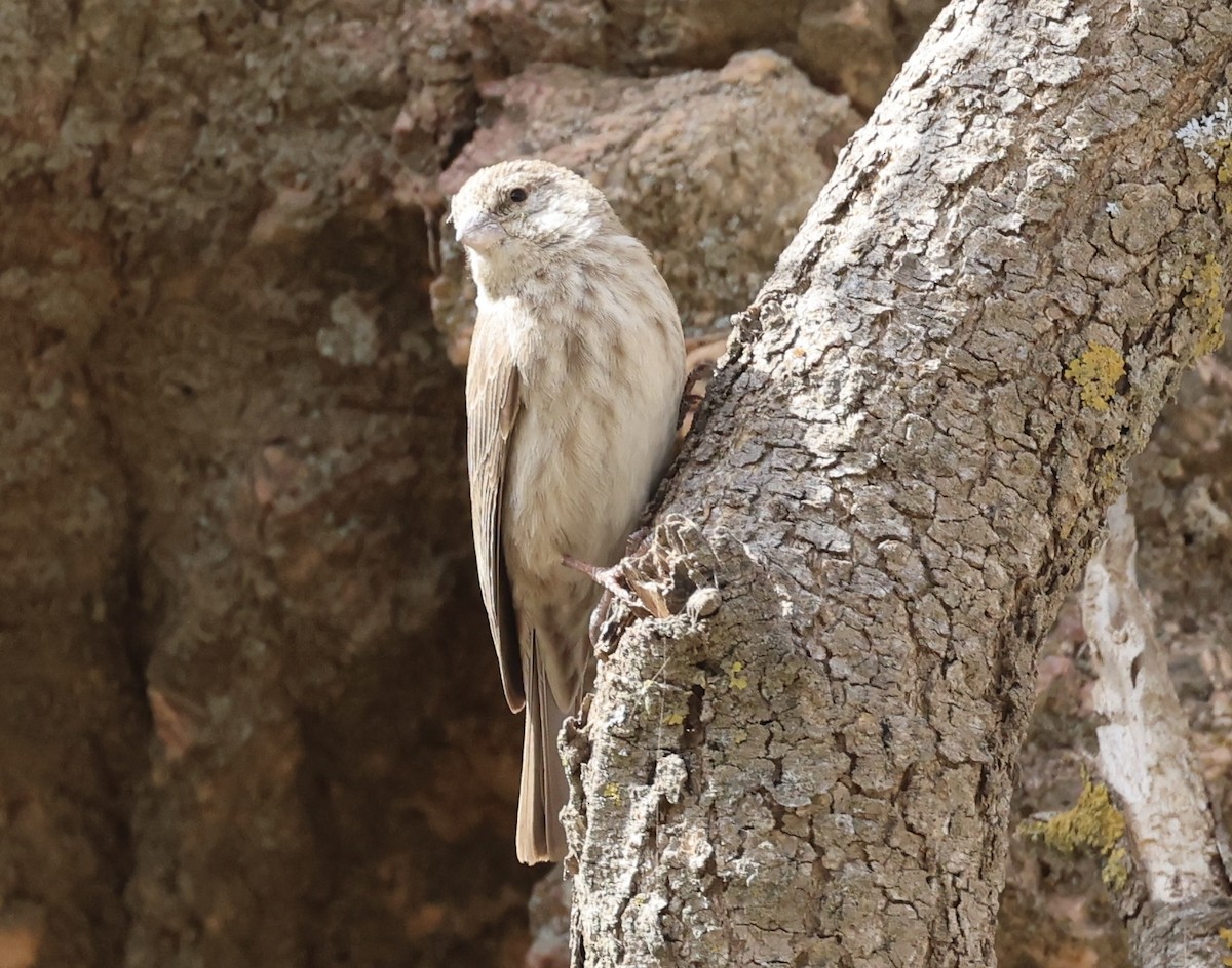 Yemen Serin - Ted Burkett