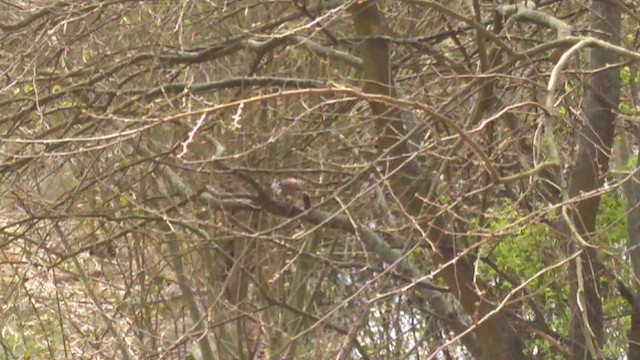 松鴉 - ML435373721