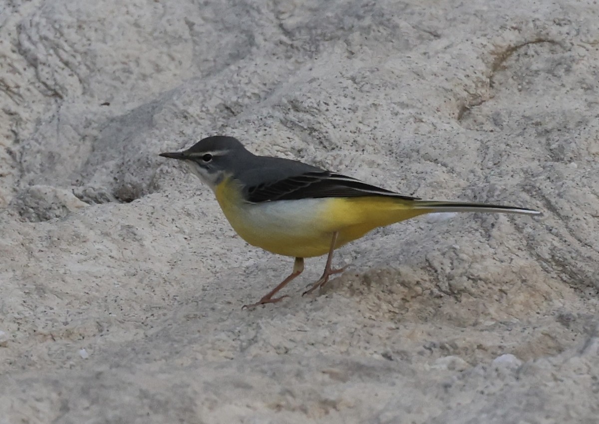 Gray Wagtail - ML435374041