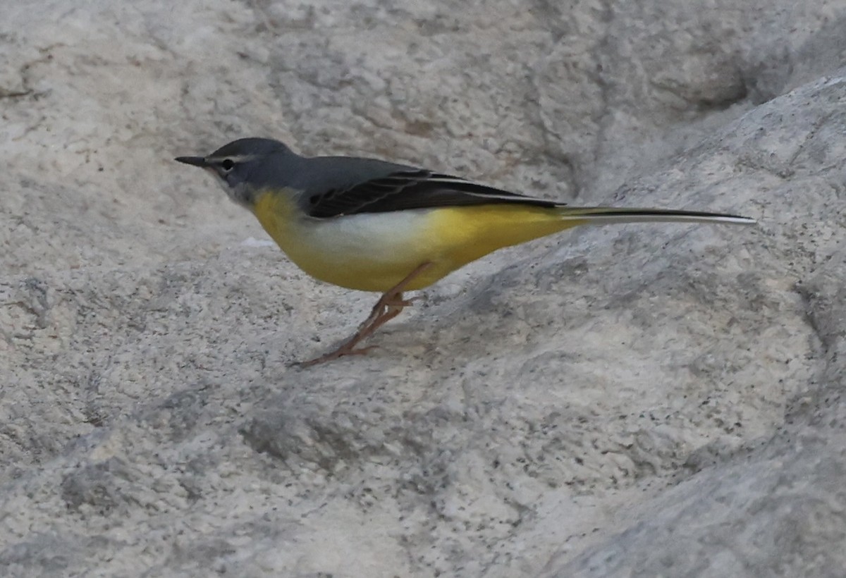 Gray Wagtail - ML435374051