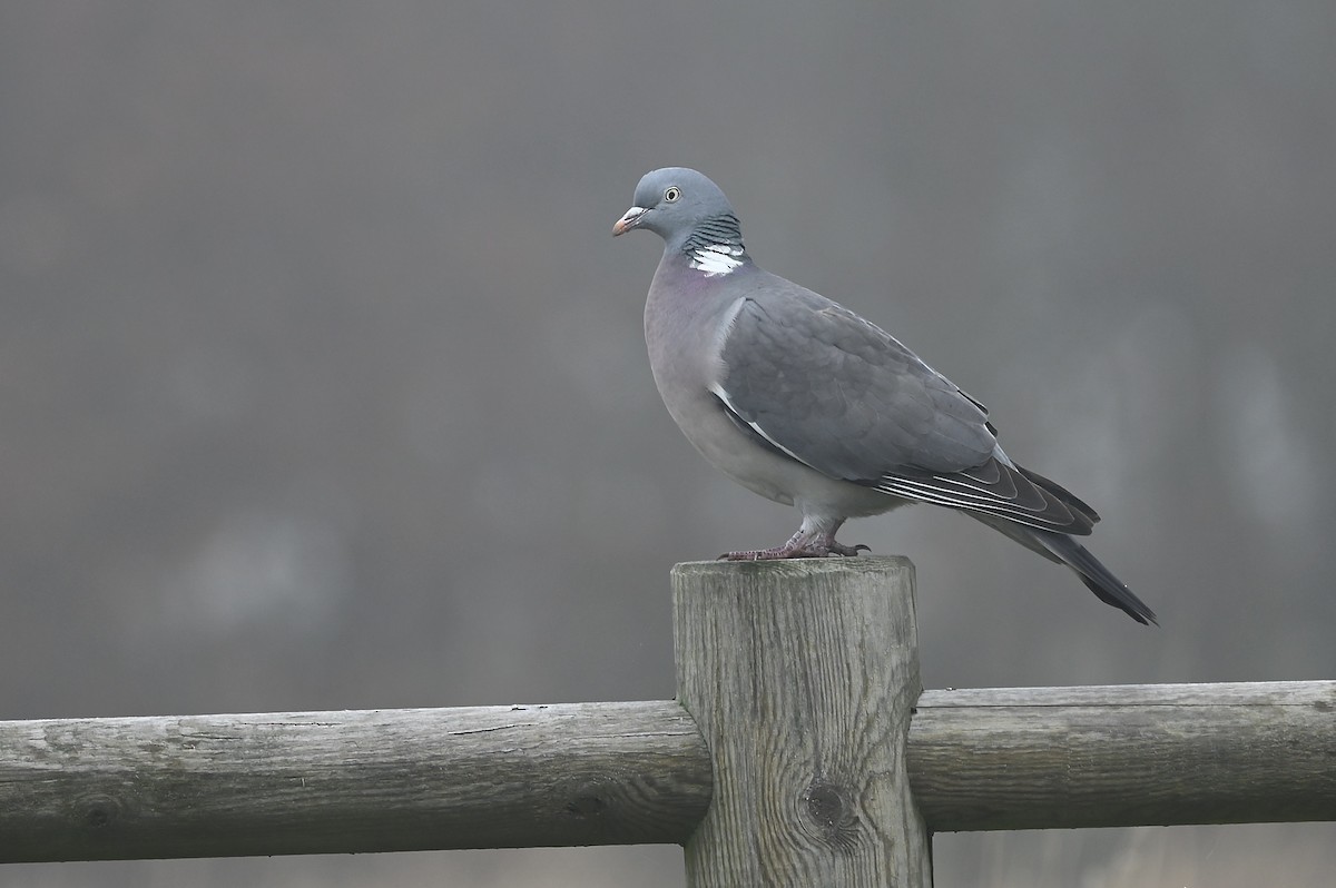 Common Wood-Pigeon - julie desrosiers