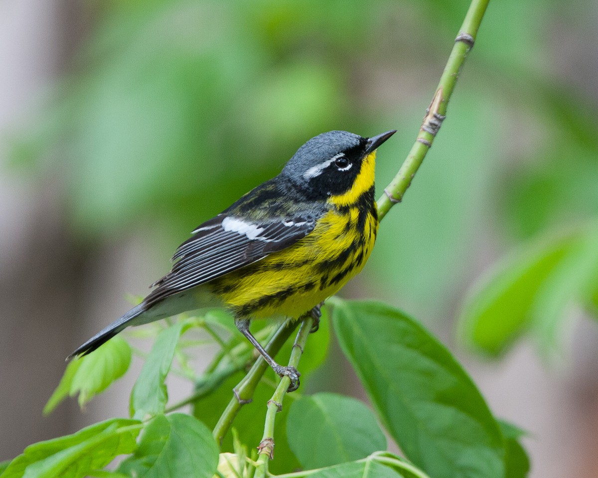 Magnolia Warbler - ML43537501