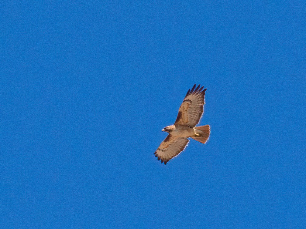 Red-tailed Hawk - ML435375371