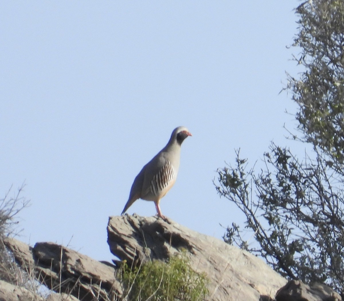 Philby's Partridge - ML435376511