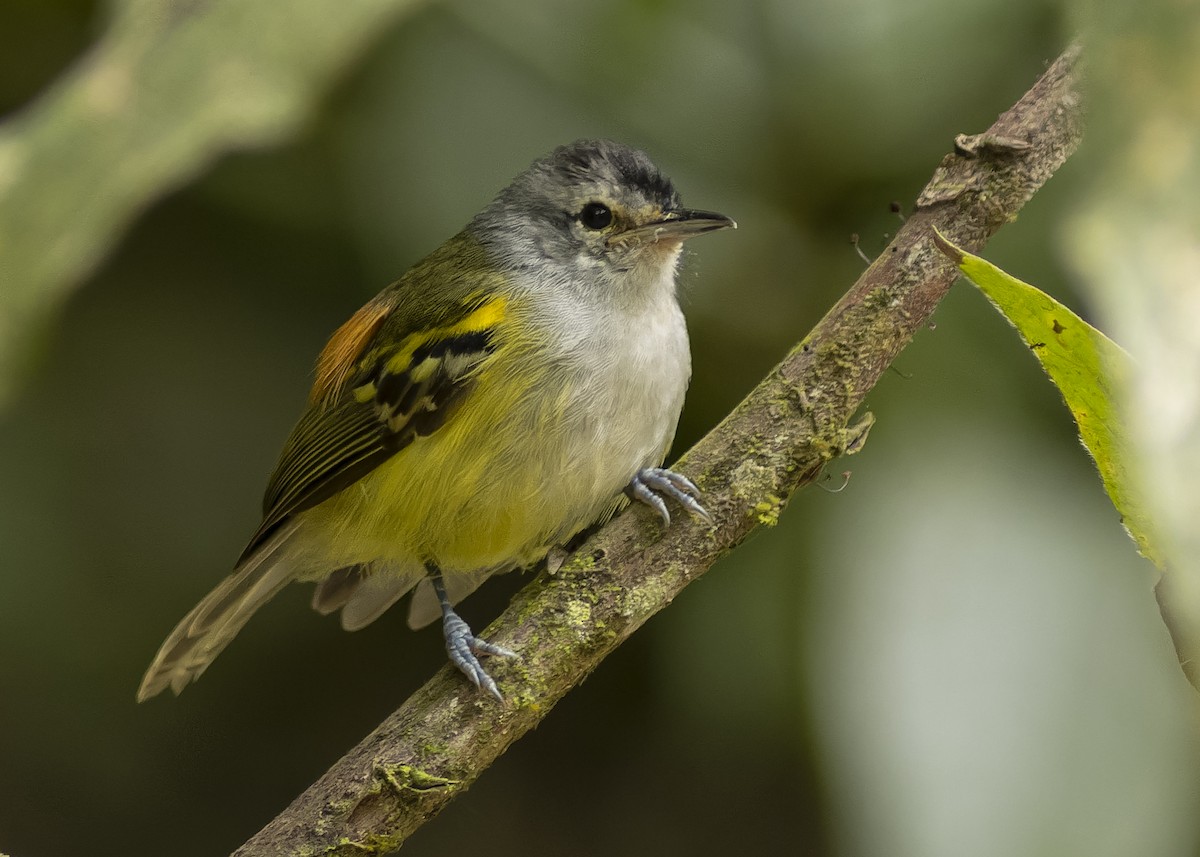 Rufous-rumped Antwren - Guillermo Saborío Vega