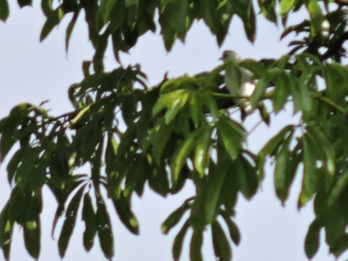 Yellow-billed Cotinga - ML435378181