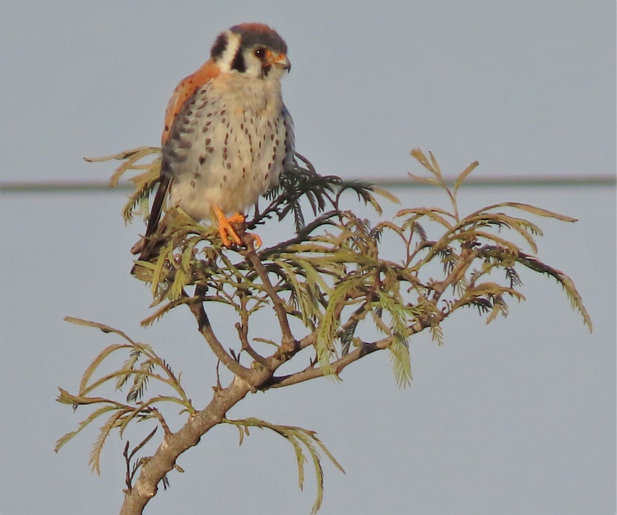 American Kestrel - ML435378531