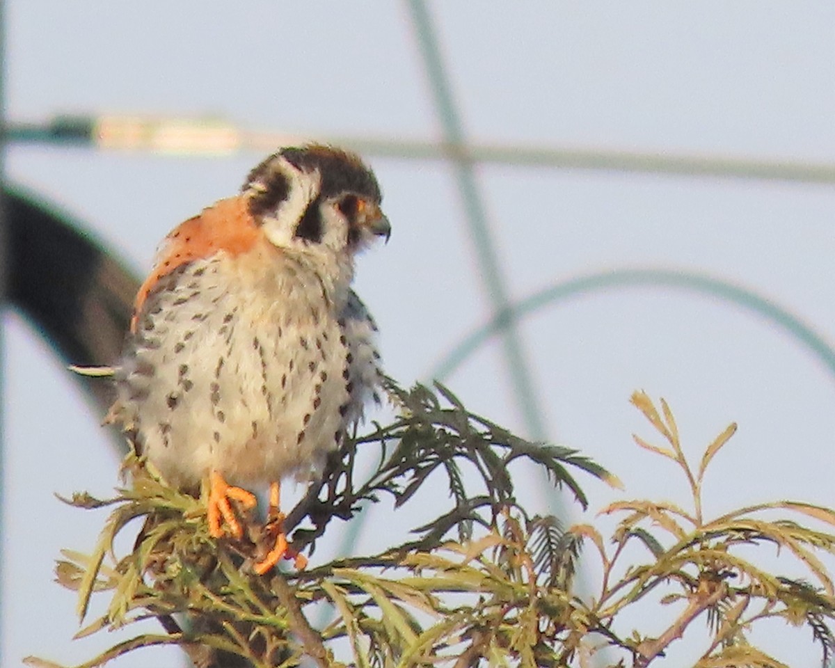 American Kestrel - ML435378541