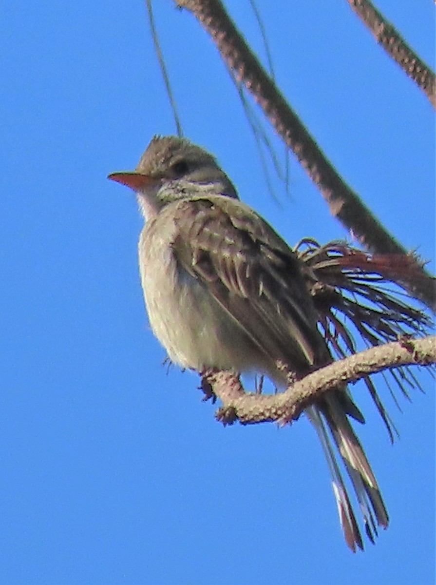 Greater Pewee - ML435379041