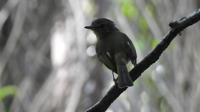 Yellow-olive Flatbill - ML435379471