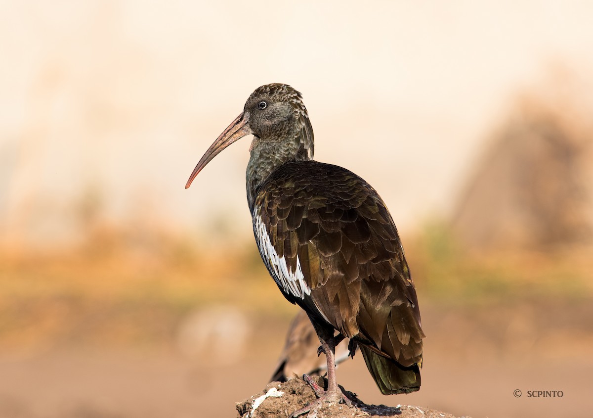 Ibis caronculé - ML43538161