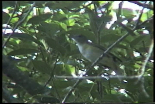 Yellow-green Vireo - ML435382