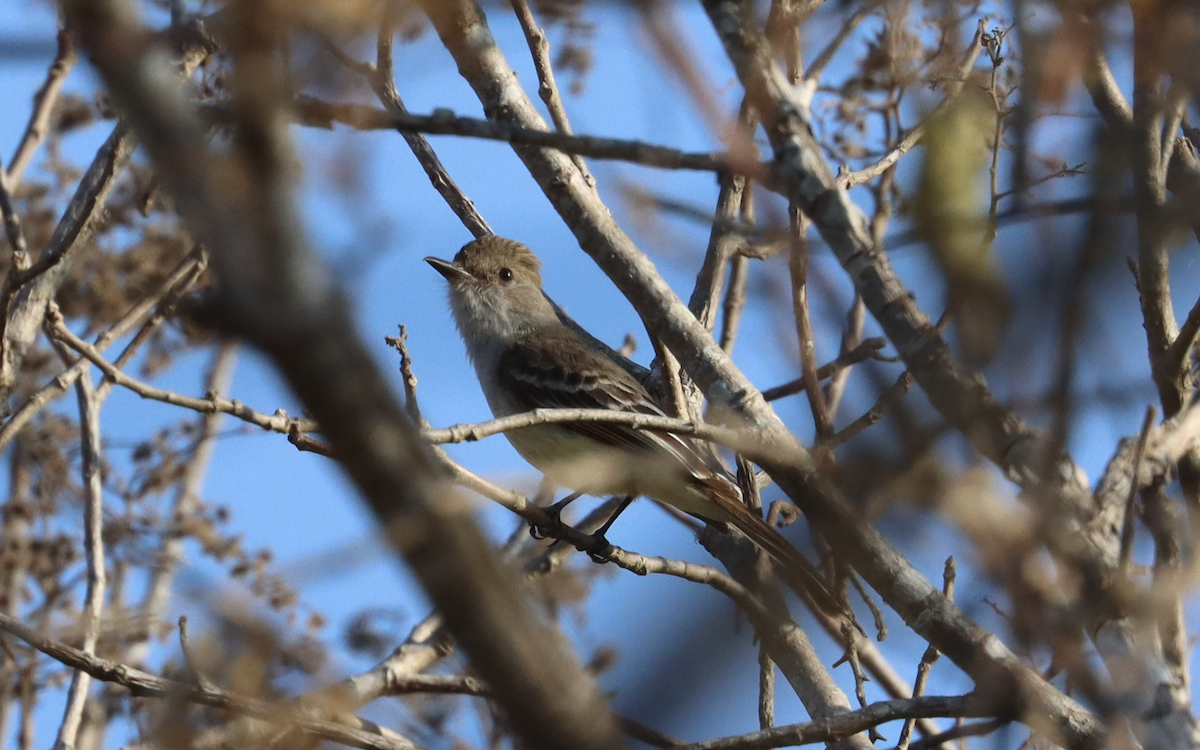 Nutting's Flycatcher - ML435382011