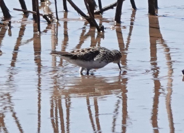 Baird's Sandpiper - ML435382271