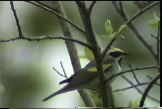 Golden-winged Warbler - ML435383