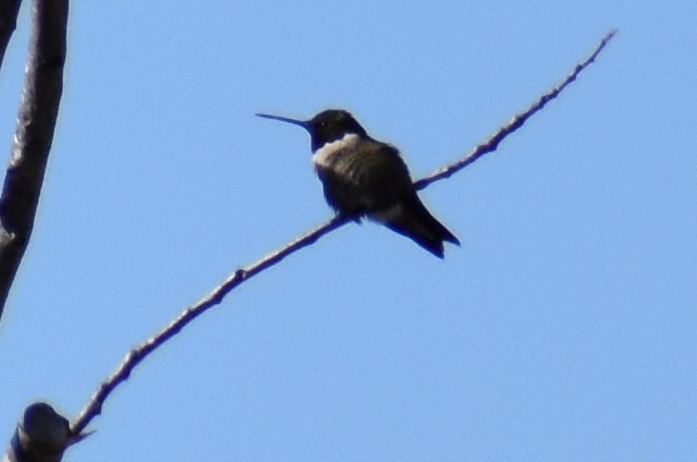 Ruby-throated Hummingbird - ML435383041