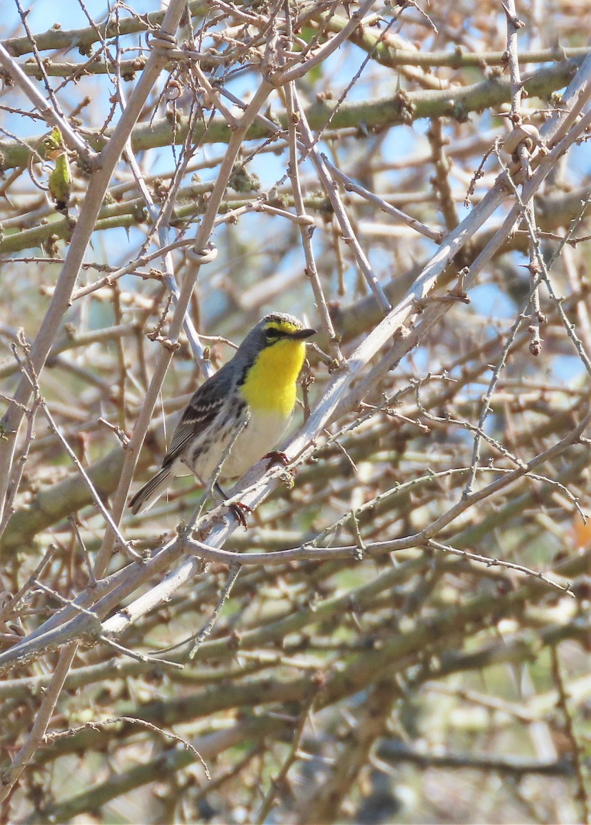 Grace's Warbler - ML435383691