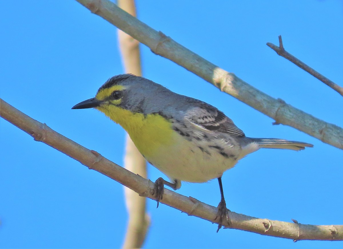 Grace's Warbler - ML435383731