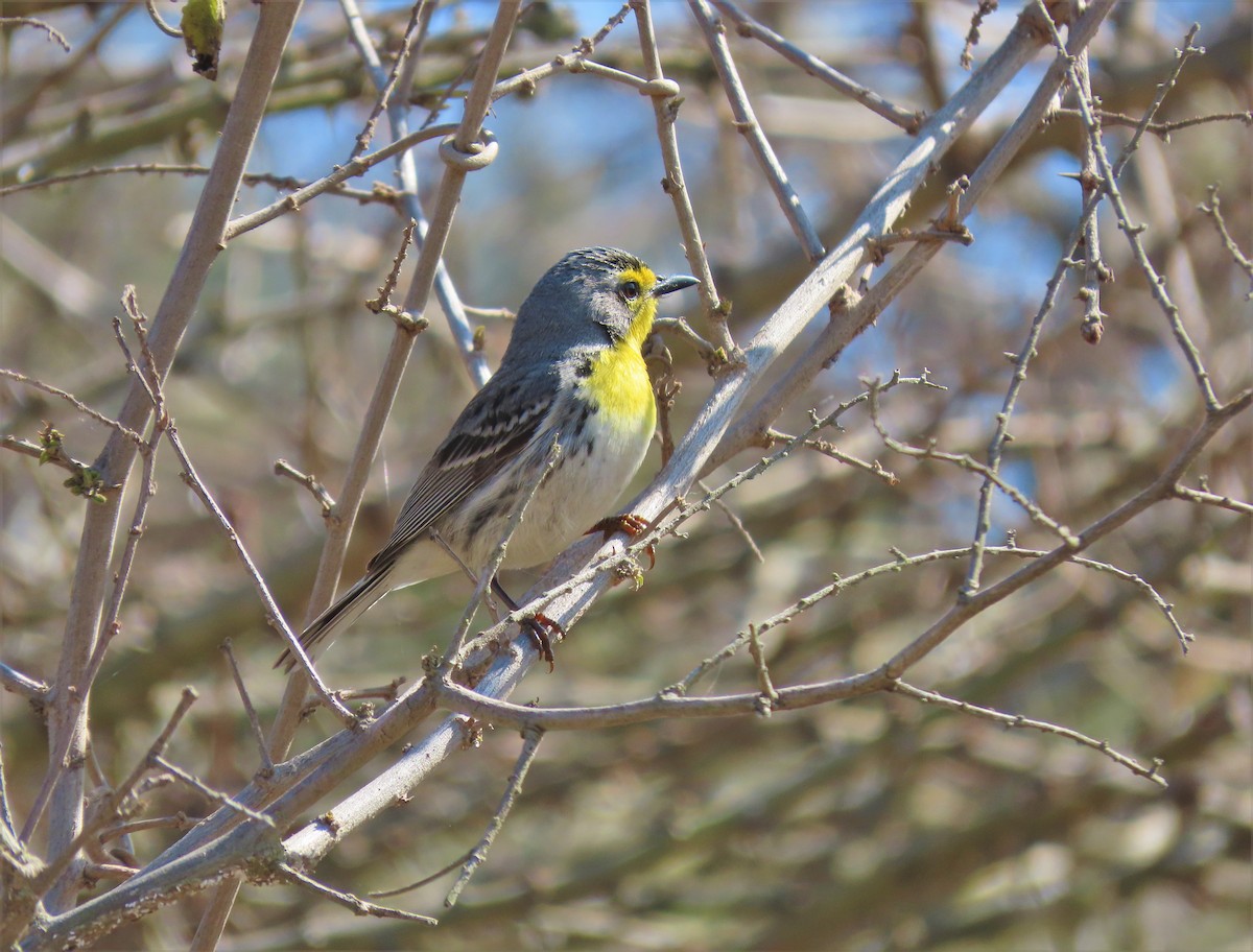 Grace's Warbler - ML435383811