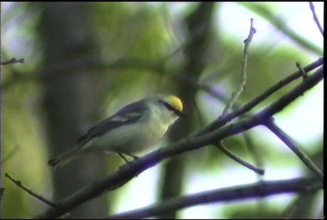 Brewster's Warbler (hybrid) - ML435384