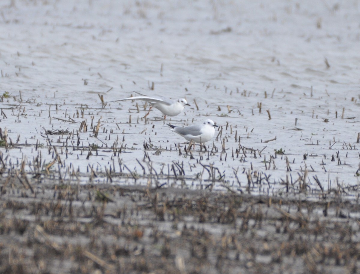 Mouette de Bonaparte - ML435384361