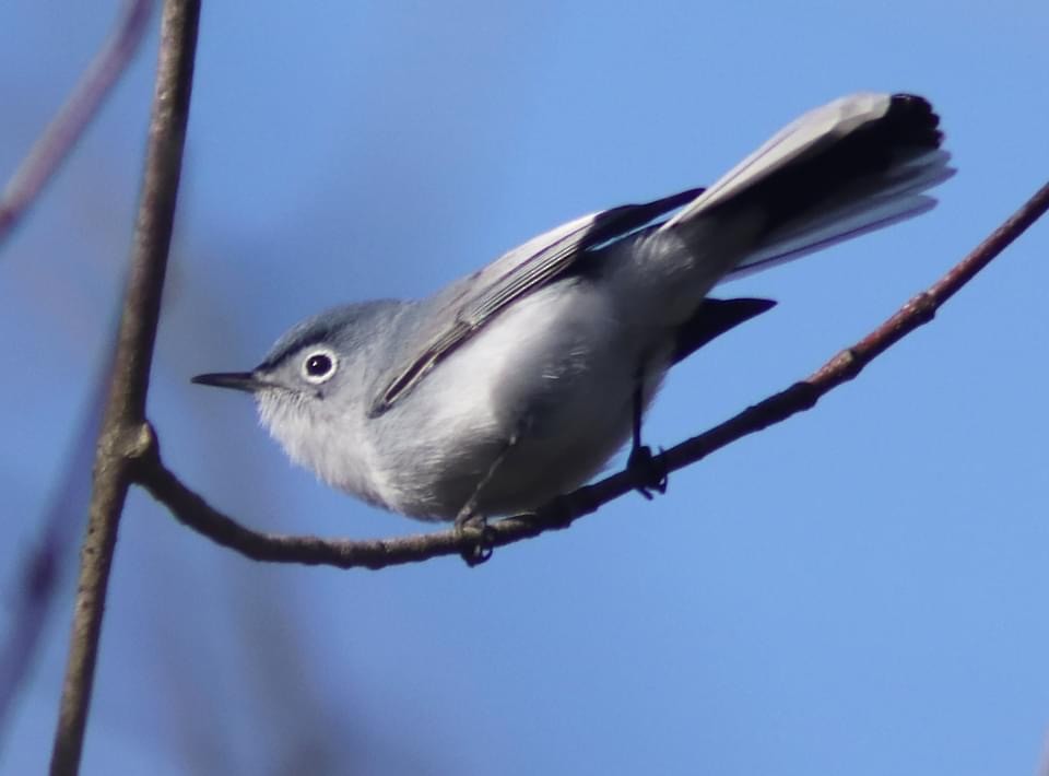 Blue-gray Gnatcatcher - Melissa Yaroschak