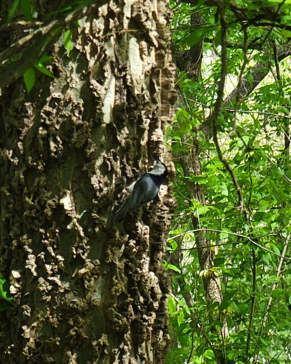 White-breasted Nuthatch - ML435386561