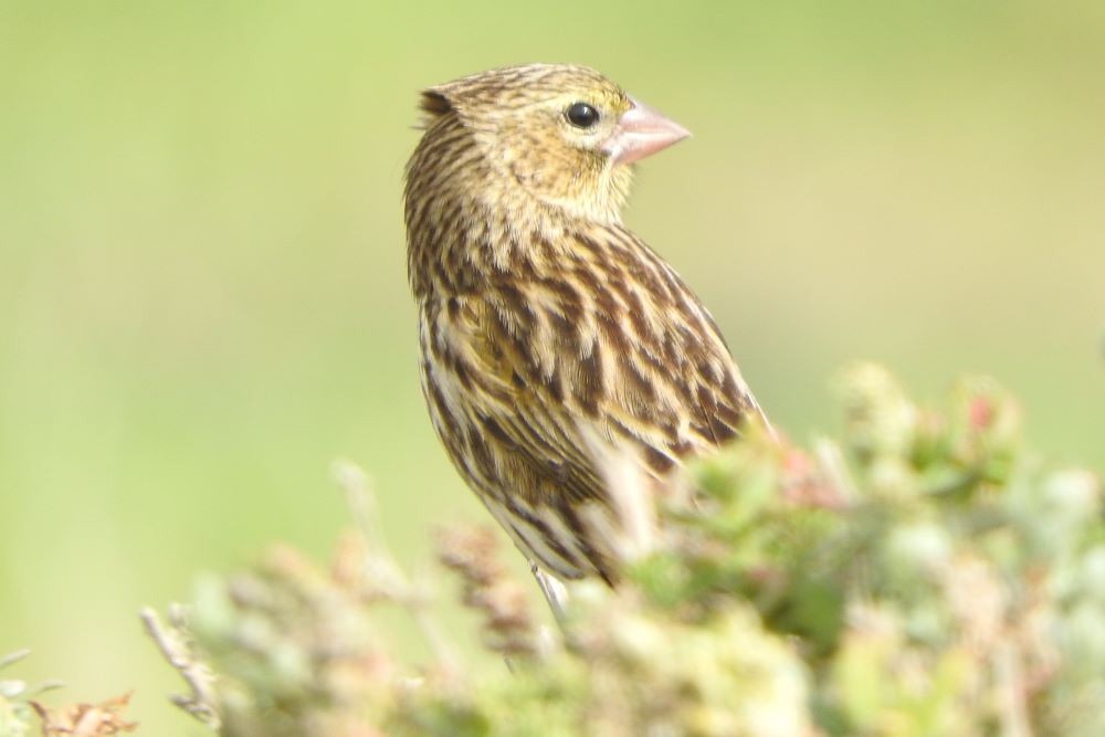 Yellow Bishop - Dieter Oschadleus