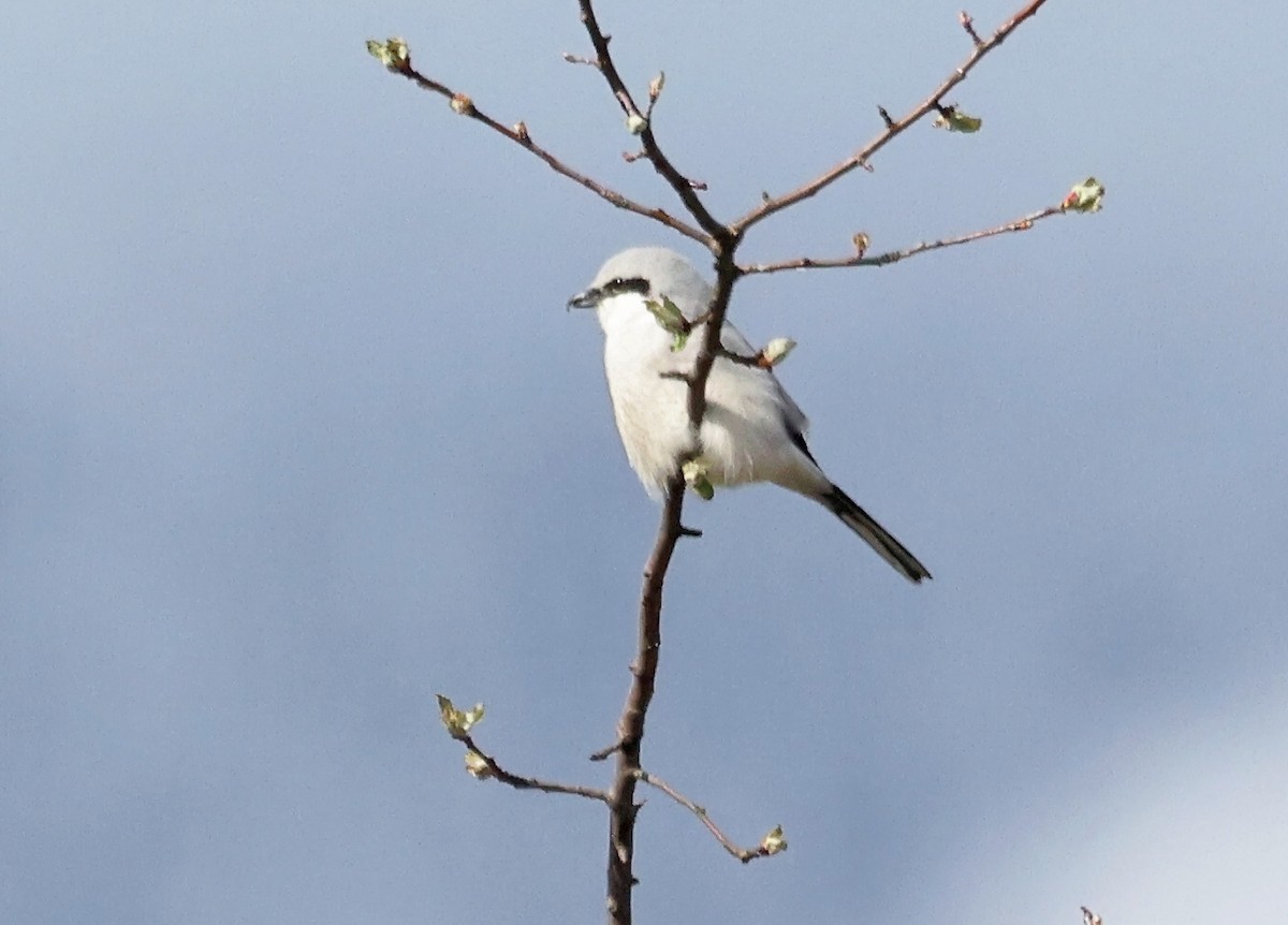 Northern Shrike - Tom  Kogut