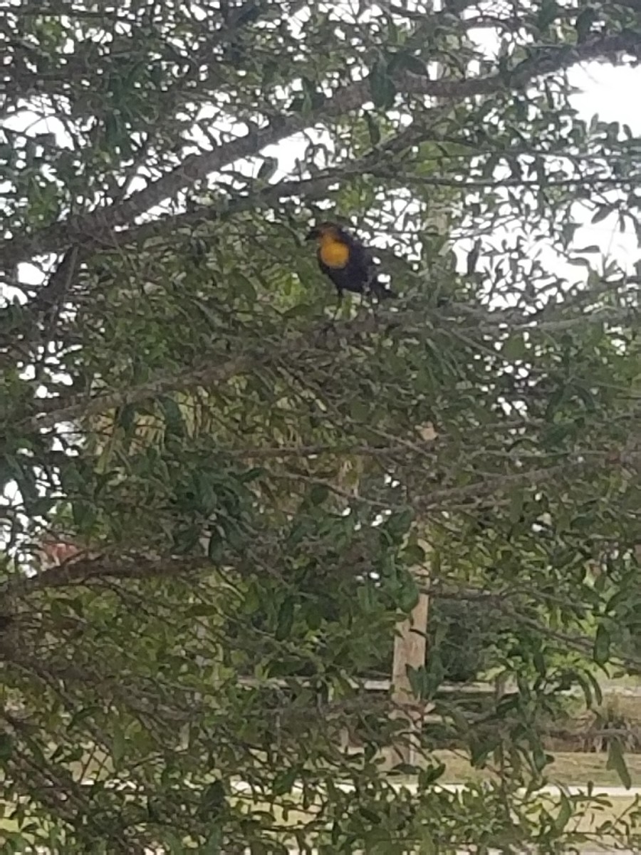 Yellow-headed Blackbird - ML435391521