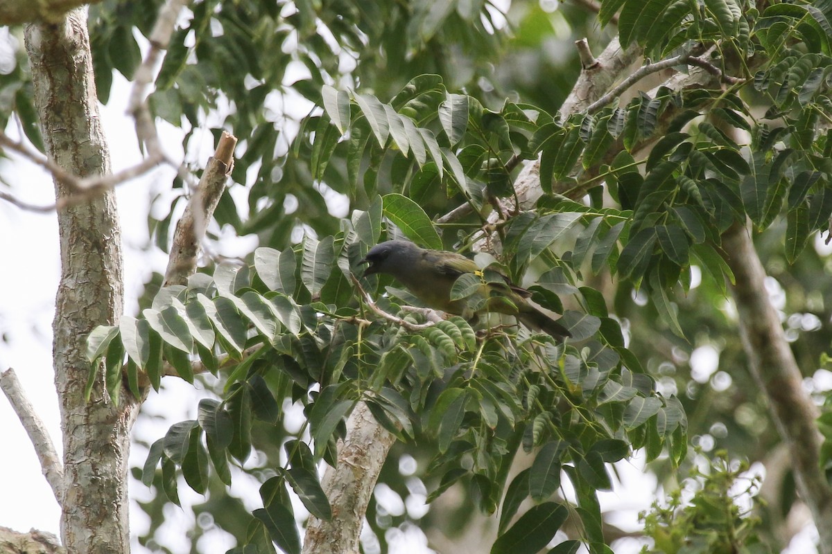 Yellow-winged Tanager - Evan Buck