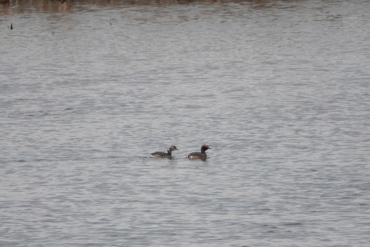 Horned Grebe - ML435392241