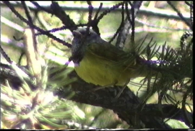 svartbrystparula - ML435393