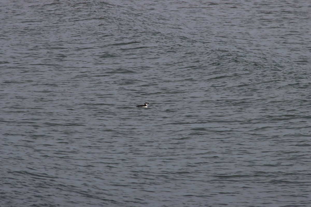 alka malá - ML435393261