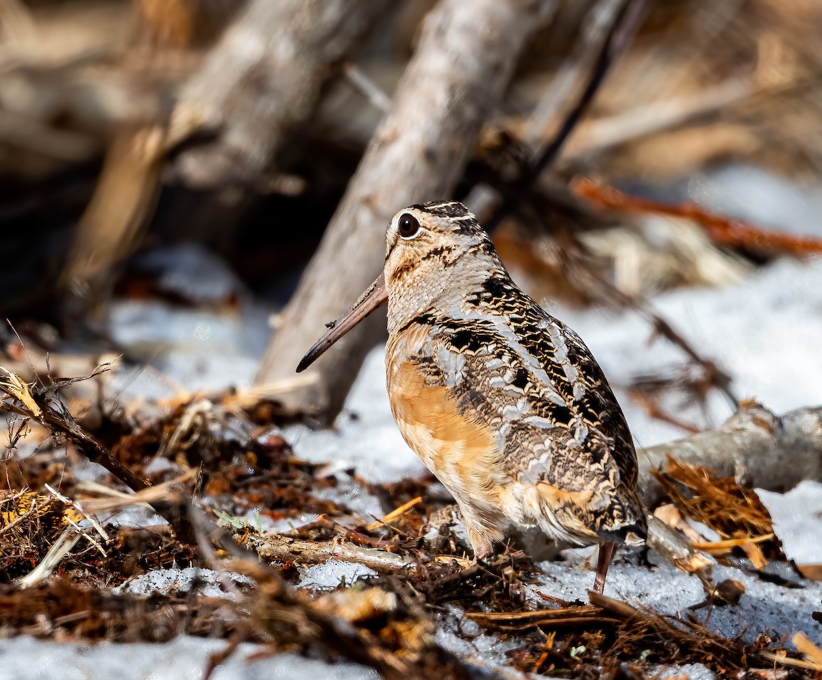 American Woodcock - ML435393441