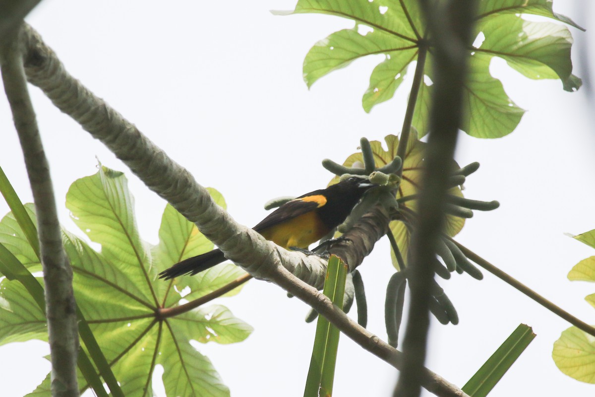 Black-cowled Oriole - Evan Buck