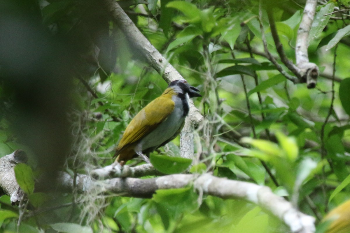 Black-headed Saltator - Evan Buck