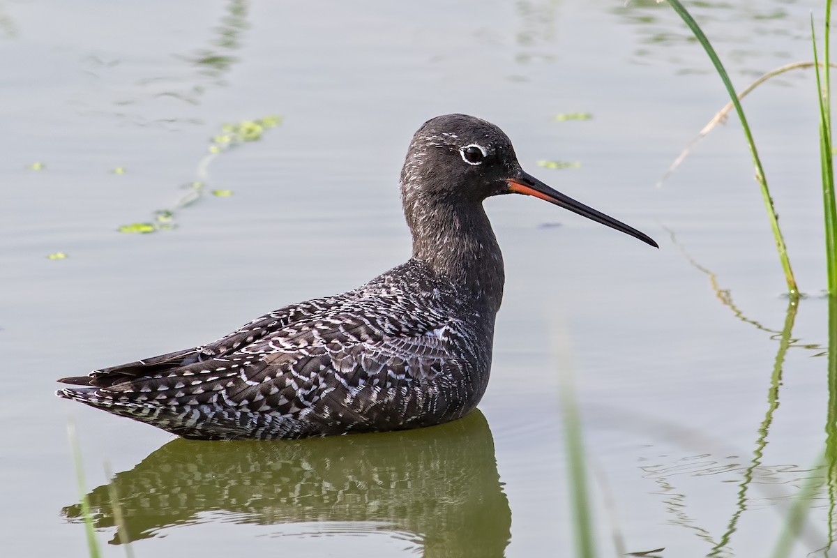 Spotted Redshank - ML435395291