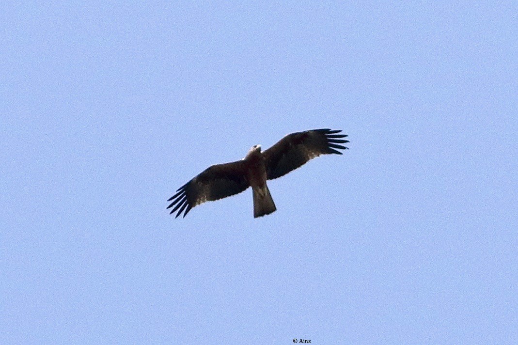 Booted Eagle - ML435398301