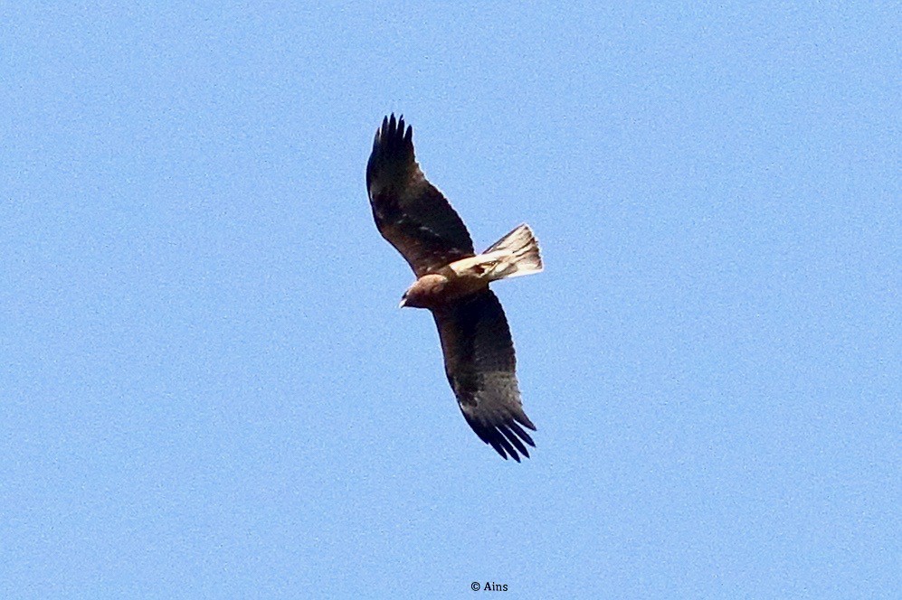 Booted Eagle - ML435398311