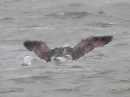 Lesser Black-backed Gull - ML435400051