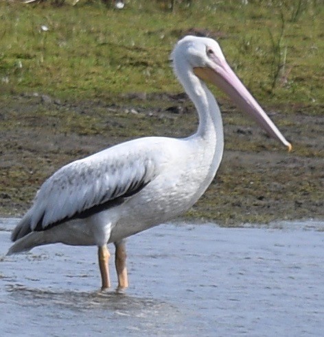 American White Pelican - ML435400841